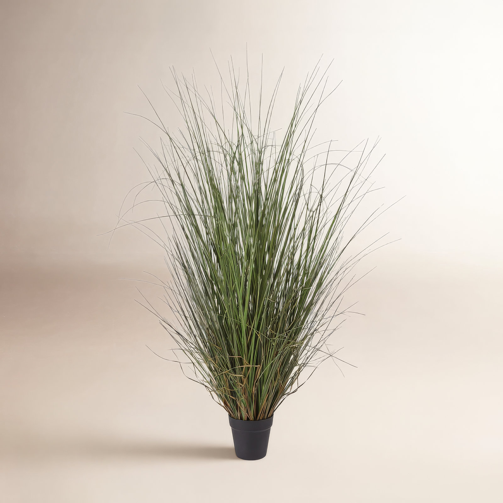 48" Onion Grass in Pot, 48