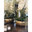 Orchid Arrangement in Vase-1301599395