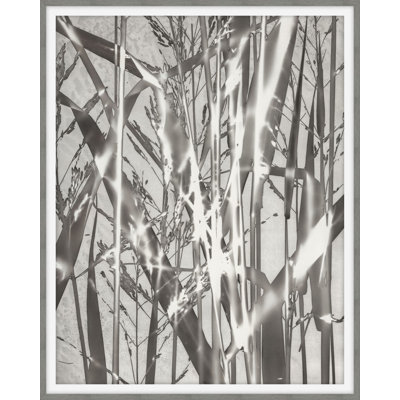 Plants & Flowers Print by Darrell Kincer