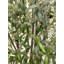 Olive artificielle 48 "- olivier réaliste avec tronc naturel et feuillage vert luxuriant-815898209