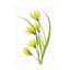 Mandy Disher Tulipa, art sur toile-1890250816