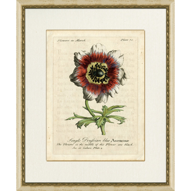 Single Prufsian Blue Anemone Painting