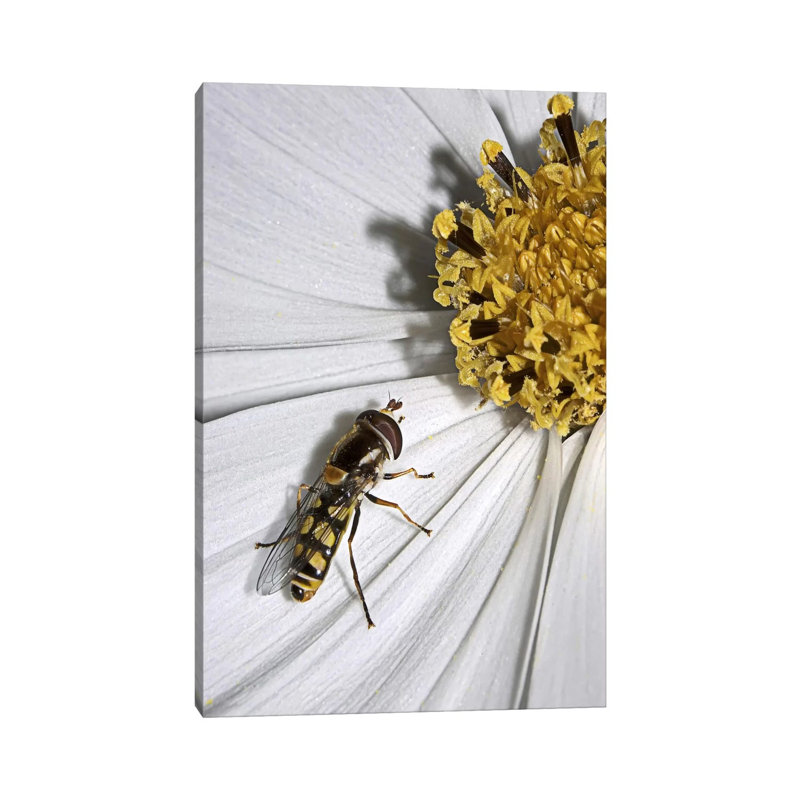 One by SD Smart - Wrapped Canvas Print, 20.32 cm H x 30.48 cm W