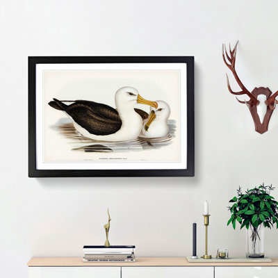 Black-Eyebrowed Albatross by Elizabeth Gould - Framed Print