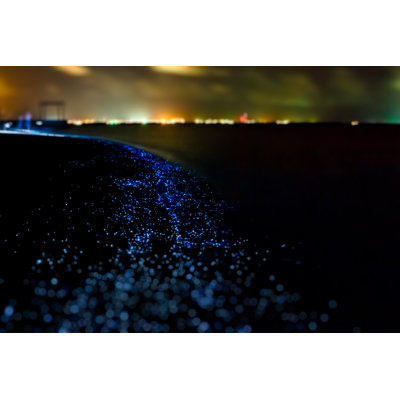 " Bioluminescence "