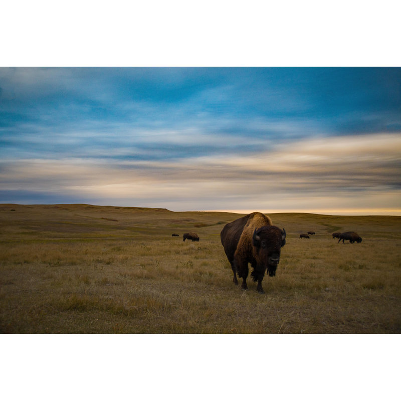 Bison Of Theodore Roosevelt National Park by Hartmanc10 - Wrapped Canvas Print, 30.48cm H x 45.72cm W