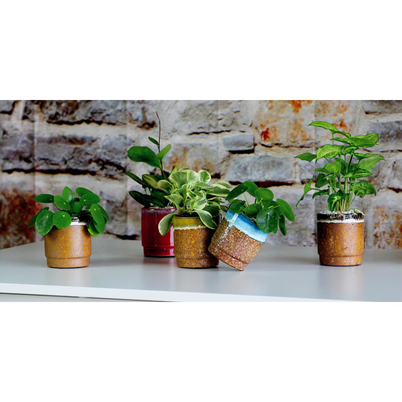 Pot de 12 mini-pots en céramique émaillée Floret Baby Succulent Drip Glaze Cup 3,5 po x 4 po (paquet de 12) - Kelston Outdoor