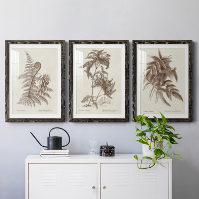 " Sepia Fern Varieties I " 3 - Pieces Painting Print