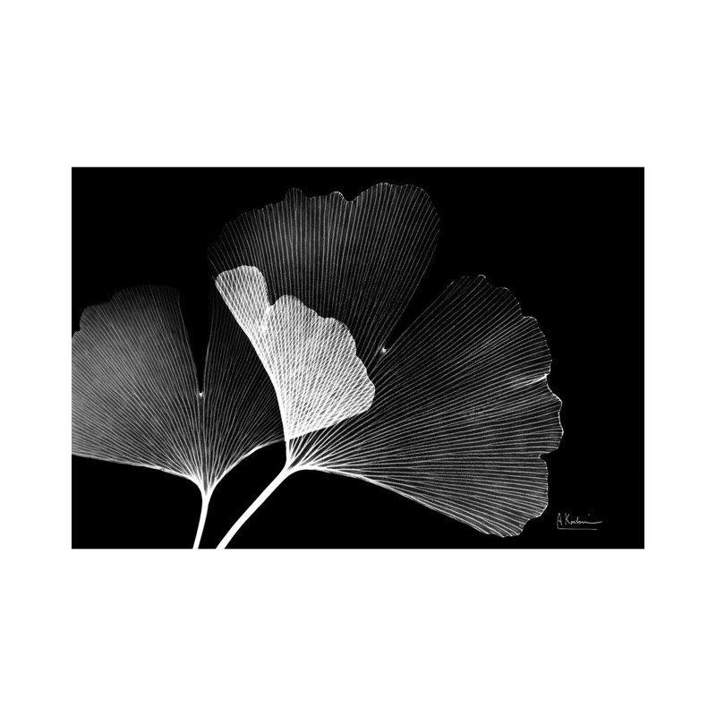 Ginko by Albert Koetsier - Wrapped Canvas Gallery-Wrapped Canvas Giclée, 26cm H x 40cm W x 1.9cm D, Black
