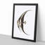 Chaetodon Fish by George Shaw - Framed Print-55621312-55621316