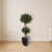 Sweet Bay Double Topiary Tree in Planter