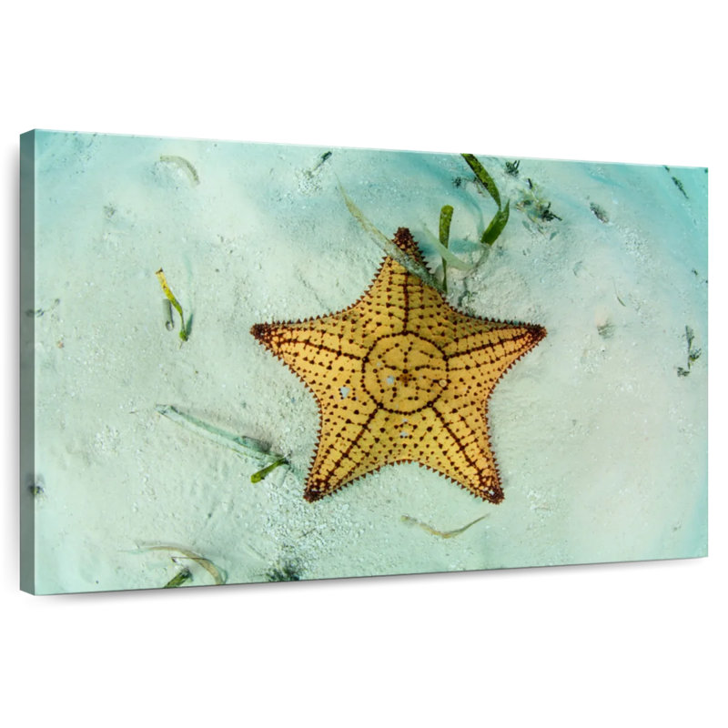Crowle Starfish Underwater, H 8 po x l 12 po