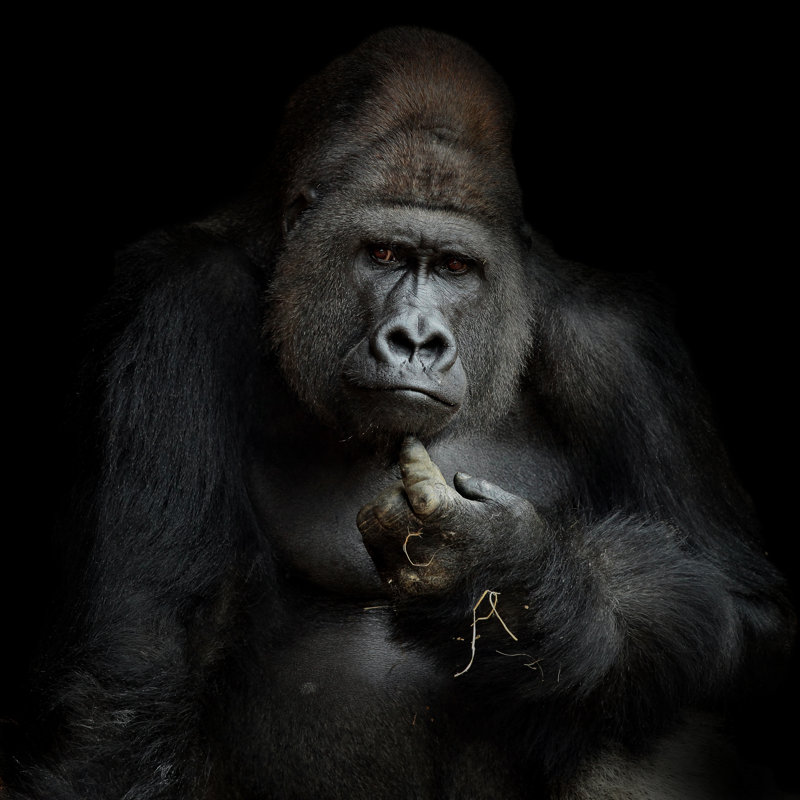 Imho .... - Wrapped Canvas Print, 122cm H x 122cm W x 3.8cm D