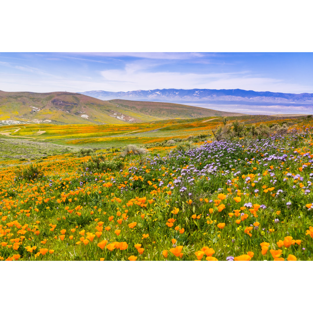 Leinwandbild Blühende Wildblumen in den Hügeln im Frühling, Kalifornien