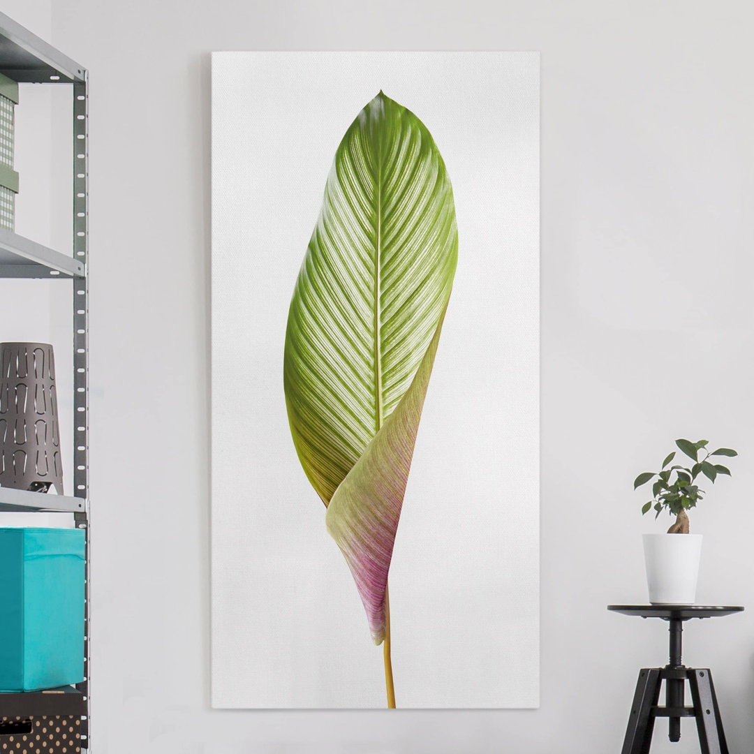 Leinwandbild Blatt Ornata Calathea