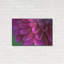 Mercer41 «Pink Chrysanthemum» par Photoinc Studio, art mural en métal-1686633929