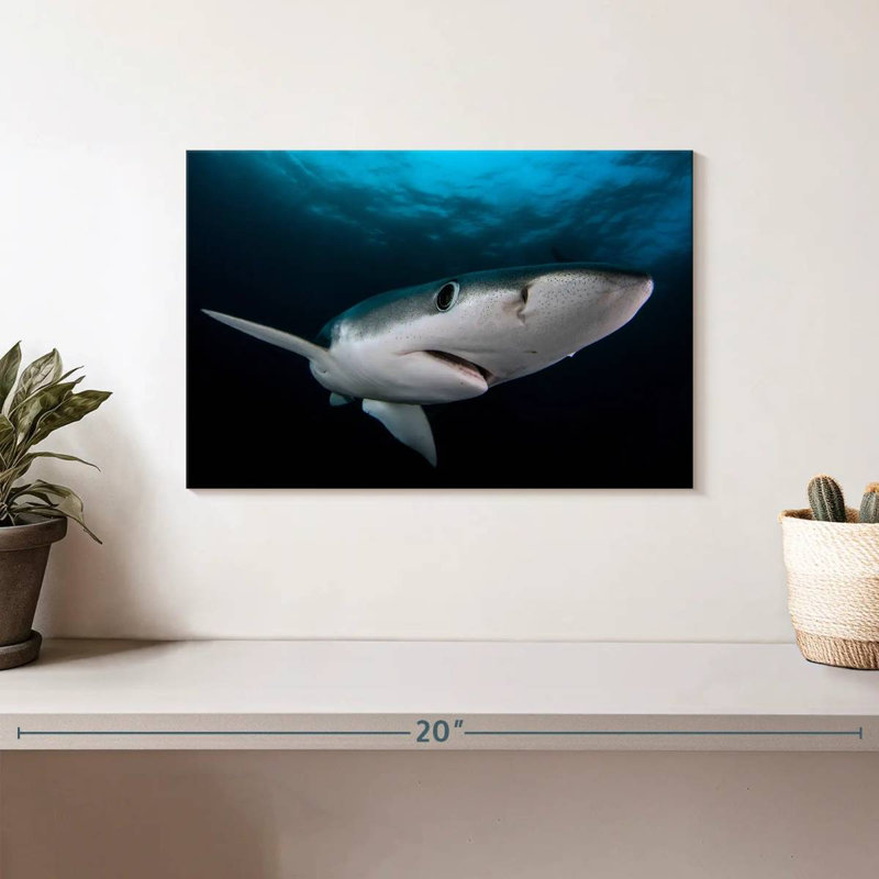 Brampt Underwater Blue Shark, 8" H x 12" W