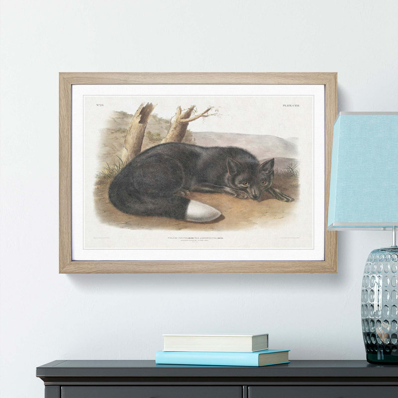 American Black Fox by J.W. Audubon - Single Picture Frame Painting, 45cm H x 63cm W x 2cm D, Oak Framed