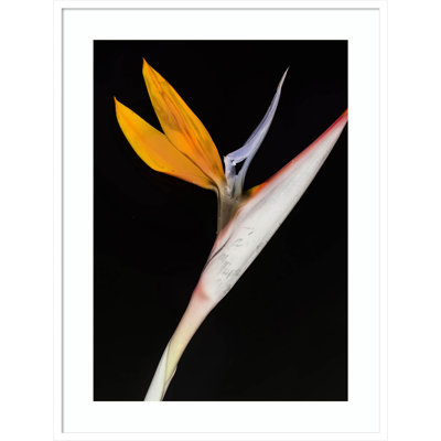 Olcott "Bird of Paradise" Print