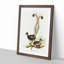 Lyrebird by Elizabeth Gould - Picture Frame Painting Print-55577440-55577444