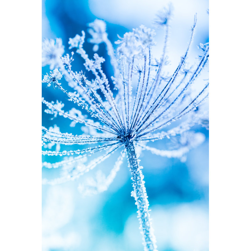 Ice Covered Plant by 5ugarless - Wrapped Canvas Print, 91cm H x 61cm W
