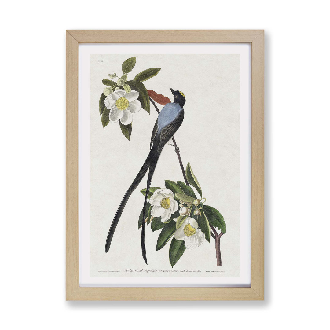Fork-Tailed Flycatcher Bird by John James Audubon - Framed Print