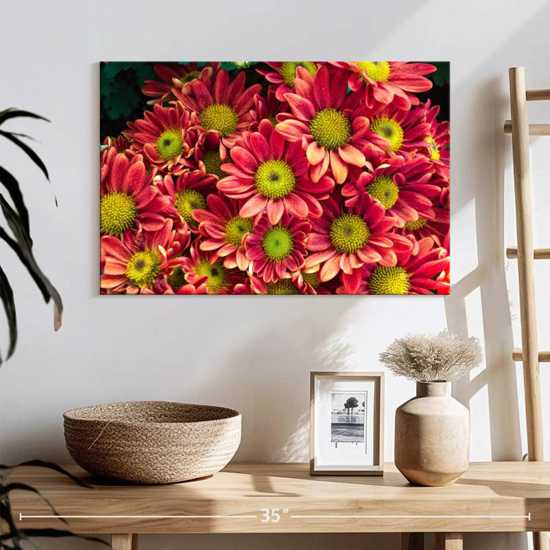 Chrysanthèmes Harnek Daisy, H 32 po x l 48 po