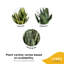 Snake Plant in Nursery Pot