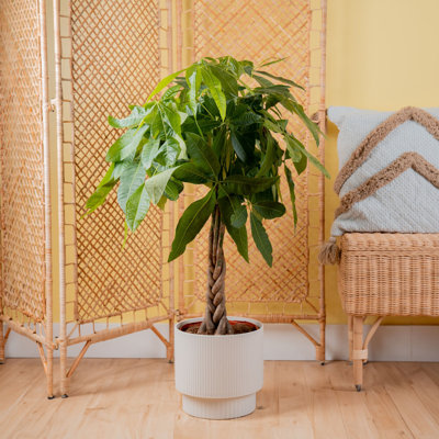 Costa Farms Pachira Money Tree Indoor House Plant in 9.25-inch Decor Pot