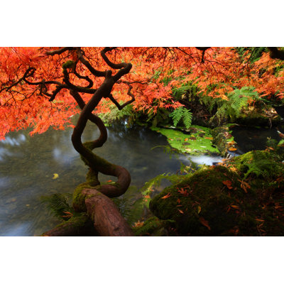 " Japanese Maple " Painting Print