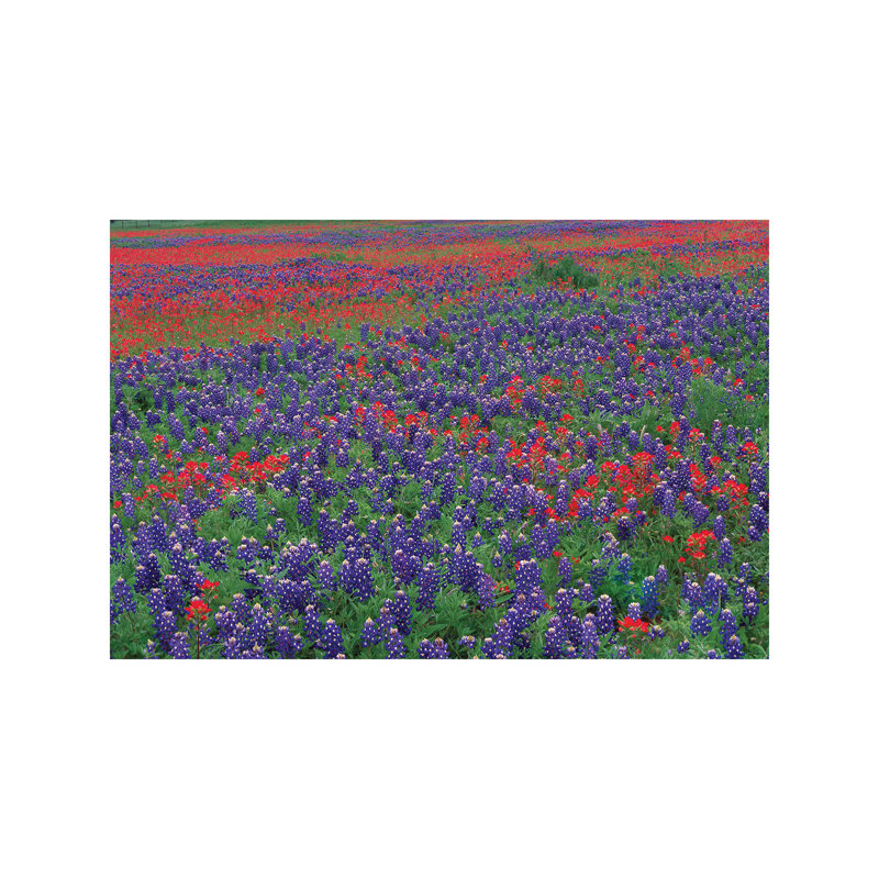 Sand Bluebonnet And Paintbrush Flowers, Hill Country, Texas I 1 Piece Wrapped Canvas Wall Art