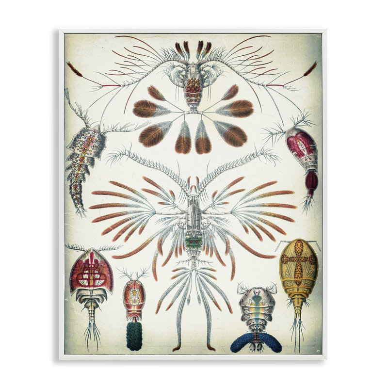 «Vintage Crustacean Diagram», estampe numérique encadrée par Graffi * Tee Studios, H 30 po x l 24 po, Blanc