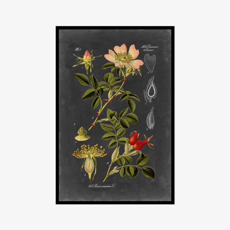 Midnight Botanical I by Vision Studio - Print, 91cm H x 61cm W, Paper Print