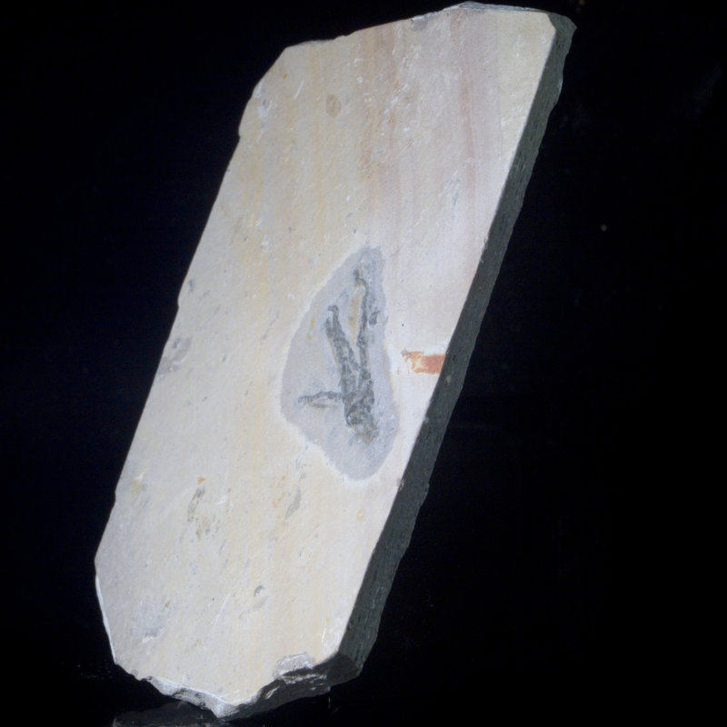 Fossil Gogia Granulosa. Cambrian. Spence Shale, Utah