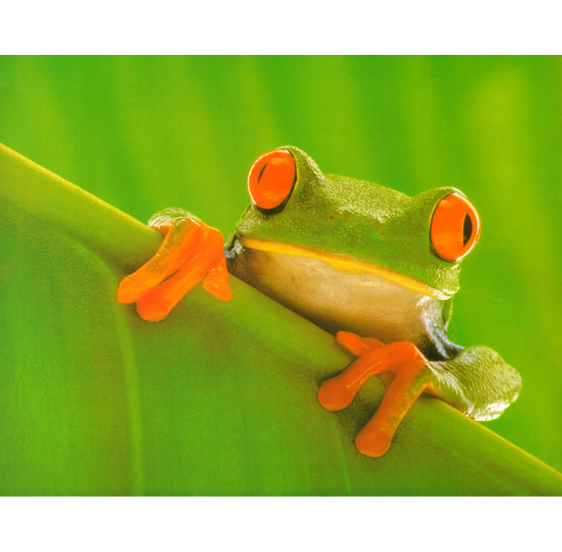 Grenouille aux yeux rouges, H 14 po x l 18 po