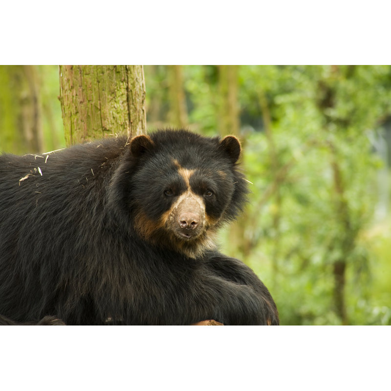 Andean Bear - No Frame Print on Canvas, 61cm H x 91cm W