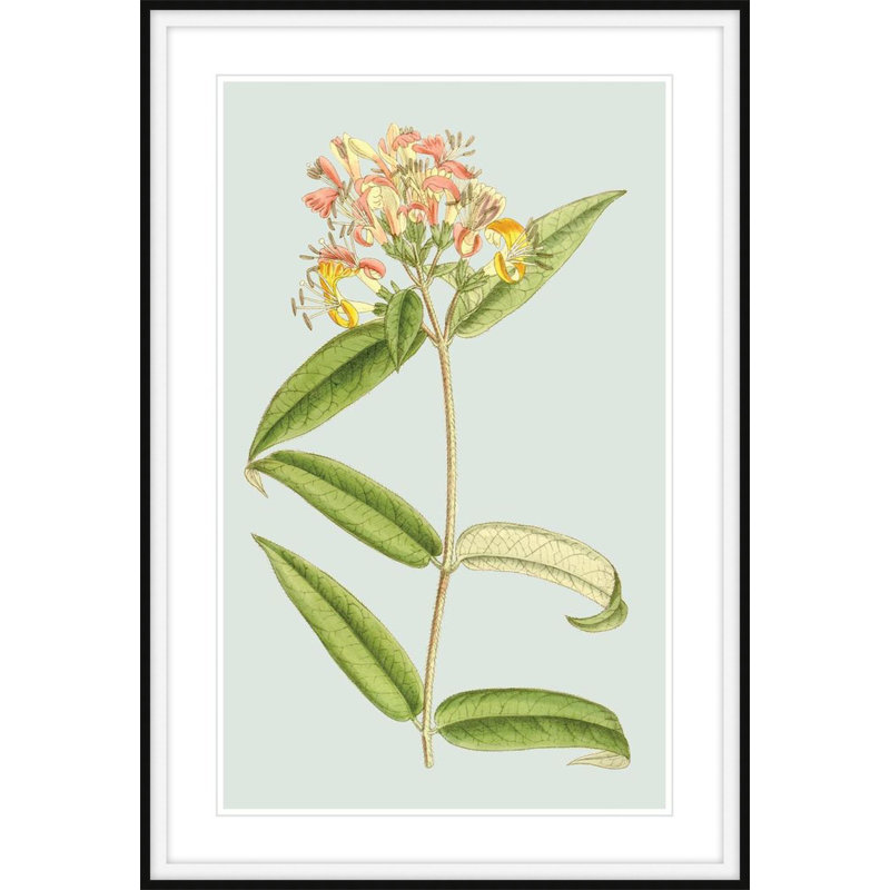 Forget Me Not 3 Print by Art House Studios, 29" H x 20" W x 2" D