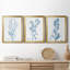 Antique Botanical In Blue I - Ensemble de 3 peintures sur toile encadrées-894330380-894330381