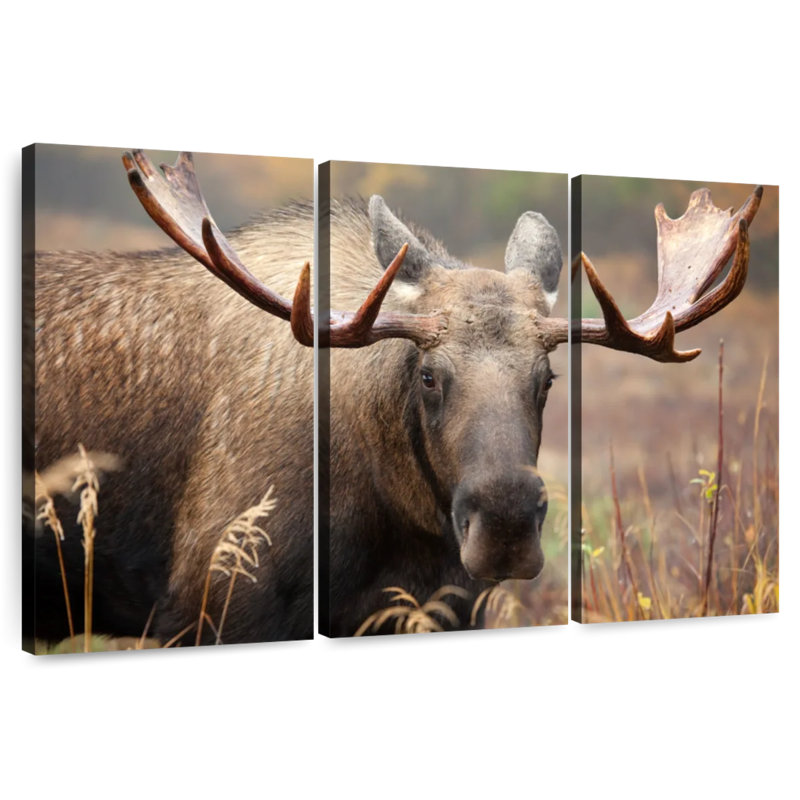 Male Moose, 42" H x 65" W