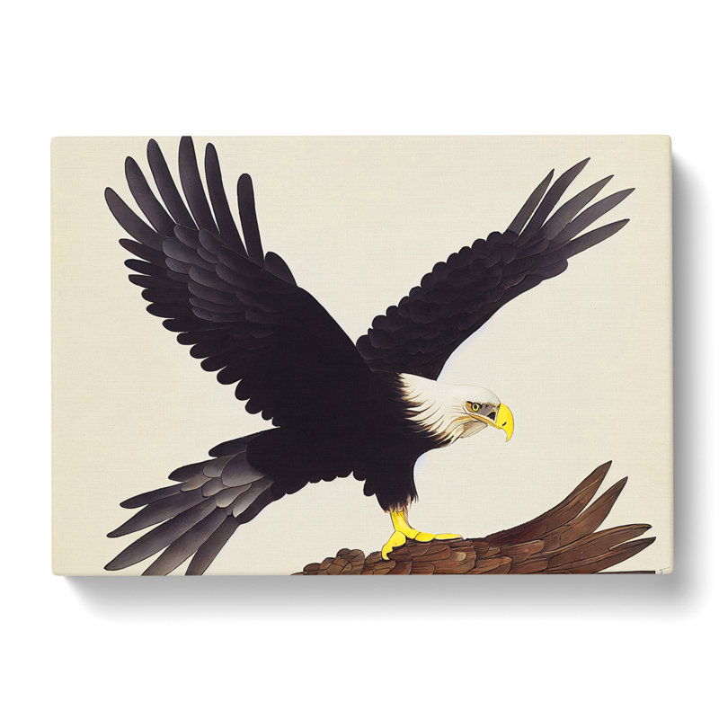 Exquisite Eagle Bird - Wrapped Canvas Print, 35cm H x 50cm W x 3cm D