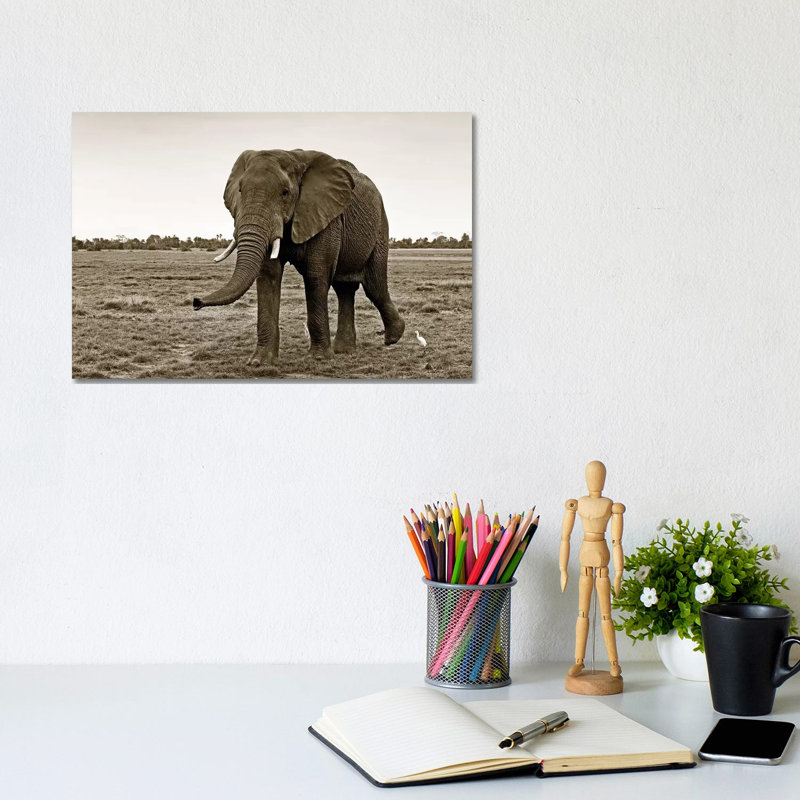 Curious Elephant by Klaus Tiedge - Wrapped Canvas Print, 20.32 cm H x 30.48 cm W