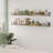 Nocatee Paulownia Rectangle Shelves 