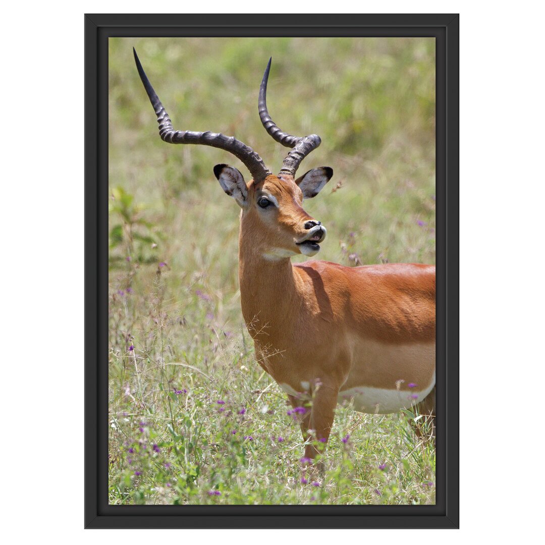 Gerahmtes Wandbild DorkasgazelleWildgras