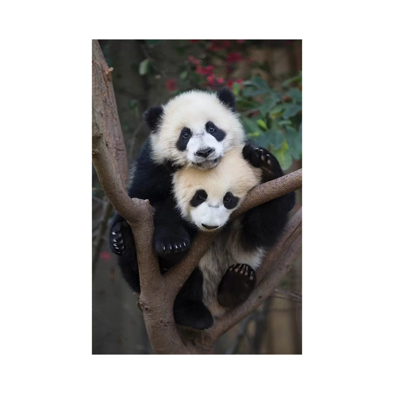 Giant Panda Six-To-Eight Month Old Cubs In Tree, Chengdu, China by Suzi Eszterhas - Wrapped Canvas Print
