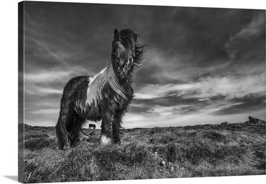 «Two of a Kind» par Bragi Ingibergsson, reproduction de photo sur toile, H 16 po x l 24 po x P 1,25 po