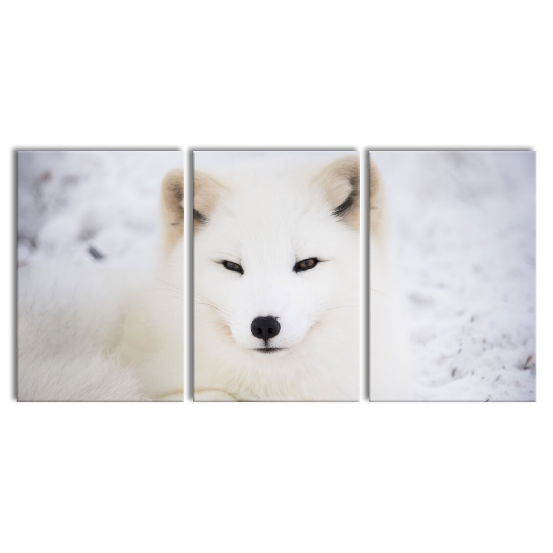 3-tlg. Leinwandbilder-Set White Fox