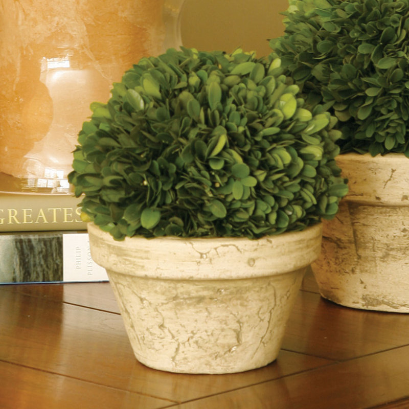 Nigel 8'' Boxwood Topiary in Ceramic Pot