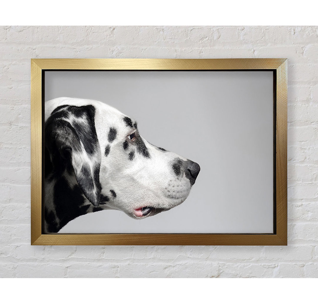 Dalmation Hund Gesicht - Druck