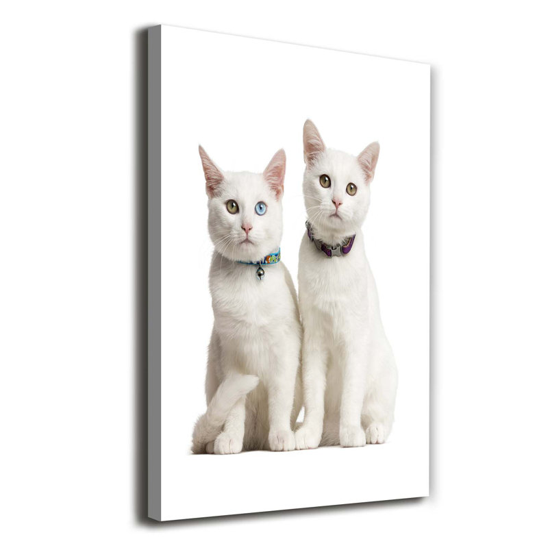 Two White Cats - Wrapped Canvas Print