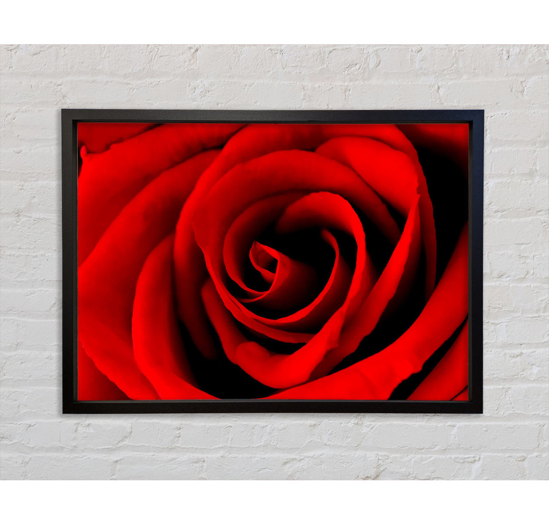 Red Rose Beauty - Einzelner Bilderrahmen Kunstdrucke auf Leinwand